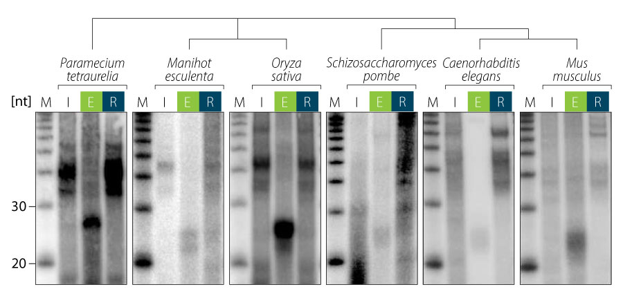 041_TraPR-_Gel-autoradiograph-Species-independent_V0101.jpg