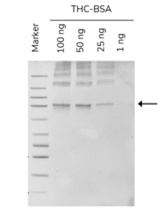 PtX™ Mouse Anti-Delta-9-THC-2.png